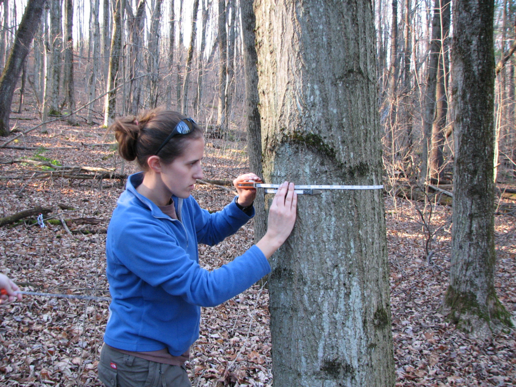 students tree DBH measurement 1 GeoCuse